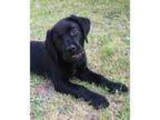 Labrador Retriever Puppy for sale in VASS, NC, USA