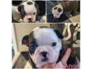 Boston Terrier Puppy for sale in Idaho Falls, ID, USA