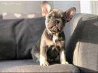 French Bulldog Puppy for sale in Moscow, ID, USA