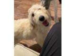 Goldendoodle Puppy for sale in Meriden, CT, USA