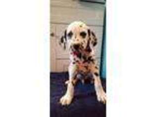 Dalmatian Puppy for sale in Spring Hope, NC, USA