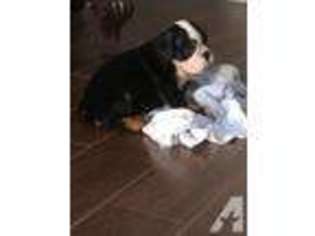 Bulldog Puppy for sale in SUGAR LAND, TX, USA