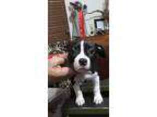 American Staffordshire Terrier Puppy for sale in Ocala, FL, USA