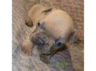 French Bulldog Puppy for sale in Melbourne, AR, USA