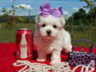 Maltese Puppy for sale in SHERMAN, TX, USA