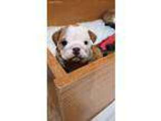 Bulldog Puppy for sale in Columbia, MO, USA