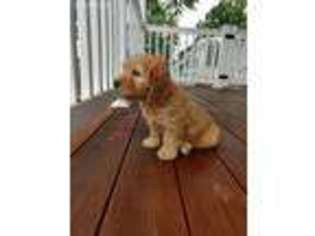 Goldendoodle Puppy for sale in Newmanstown, PA, USA