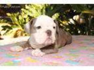 Bulldog Puppy for sale in Fontana, CA, USA