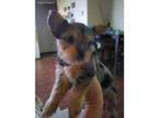 Yorkshire Terrier Puppy for sale in North Tonawanda, NY, USA