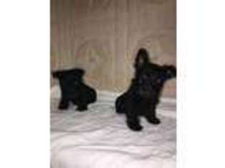 Scottish Terrier Puppy for sale in Godwin, NC, USA
