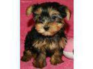 Yorkshire Terrier Puppy for sale in Danville, PA, USA