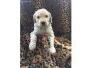 Goldendoodle Puppy for sale in Climax, MI, USA