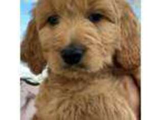 Goldendoodle Puppy for sale in San Francisco, CA, USA