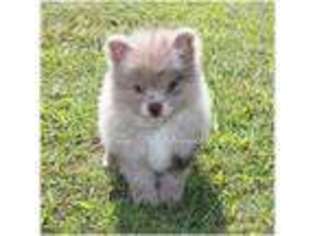 Pomeranian Puppy for sale in Stony Point, NC, USA