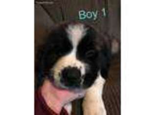 Saint Bernard Puppy for sale in East Bernard, TX, USA