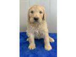 Labradoodle Puppy for sale in Roanoke, IL, USA