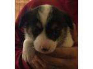 Pembroke Welsh Corgi Puppy for sale in Greenville, SC, USA