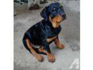 Rottweiler Puppy for sale in CARLISLE, PA, USA