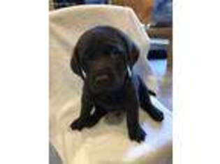 Labrador Retriever Puppy for sale in Hillsboro, OR, USA