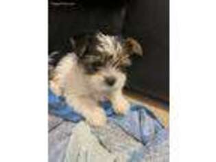 Yorkshire Terrier Puppy for sale in Santa Fe, TX, USA