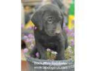 Labrador Retriever Puppy for sale in Selah, WA, USA