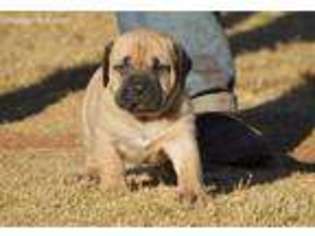 Boerboel Puppy for sale in Somerdale, NJ, USA