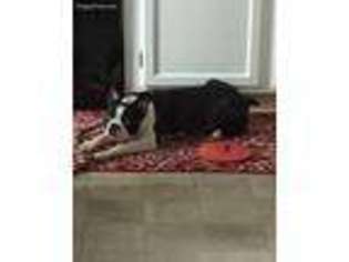 Boston Terrier Puppy for sale in Derry, NH, USA