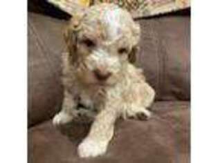 Lagotto Romagnolo Puppy for sale in Chesterton, IN, USA