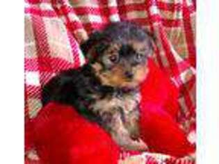 Yorkshire Terrier Puppy for sale in Great Valley, NY, USA