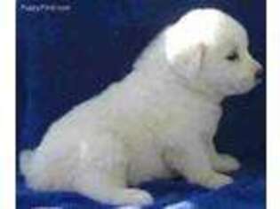 Great Pyrenees Puppy for sale in Brillion, WI, USA