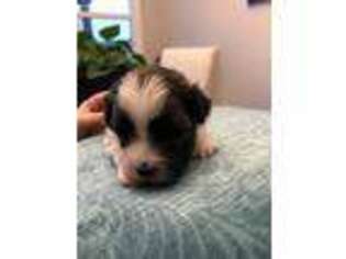 Havanese Puppy for sale in Bargersville, IN, USA