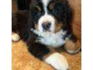 Bernese Mountain Dog Puppy for sale in Rogers City, MI, USA