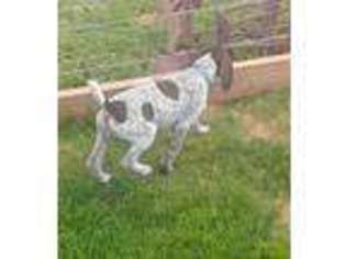 German Shorthaired Pointer Puppy for sale in Stratton, CO, USA