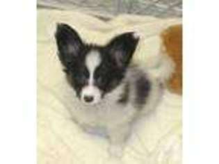 Papillon Puppy for sale in HARDEN CITY, OK, USA