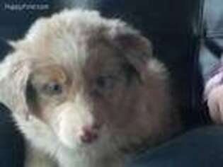 Australian Shepherd Puppy for sale in Mc Graw, NY, USA