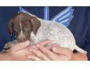 German Shorthaired Pointer Puppy for sale in Gillsville, GA, USA