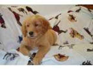 Golden Retriever Puppy for sale in Robbins, TN, USA
