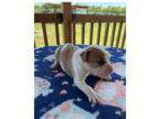 Alapaha Blue Blood Bulldog Puppy for sale in Douglas, GA, USA