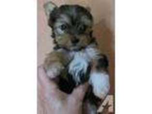 Yorkshire Terrier Puppy for sale in BOGATA, TX, USA