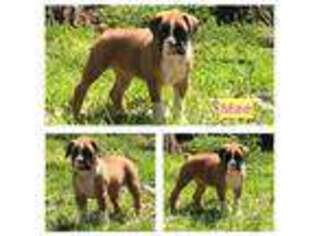 Boxer Puppy for sale in Hope, KS, USA
