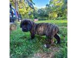 Boerboel Puppy for sale in Ridge, NY, USA