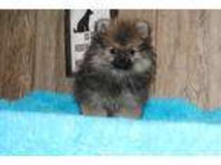 Pomeranian Puppy for sale in Sparta, WI, USA