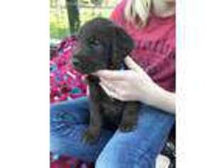 Labradoodle Puppy for sale in Fyffe, AL, USA