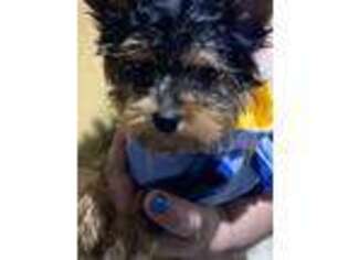 Yorkshire Terrier Puppy for sale in Warner Robins, GA, USA