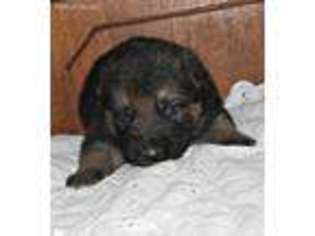 German Shepherd Dog Puppy for sale in Mooresville, MO, USA