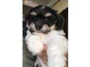 Havanese Puppy for sale in Wappapello, MO, USA