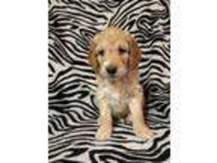 Goldendoodle Puppy for sale in Van Wert, OH, USA