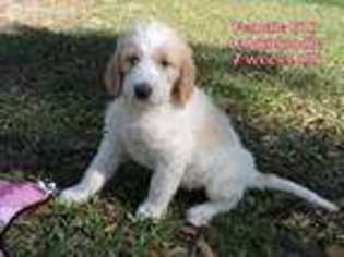 Labradoodle Puppy for sale in Chiefland, FL, USA