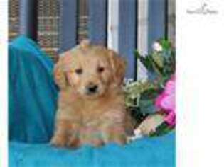 Goldendoodle Puppy for sale in Harrisburg, PA, USA