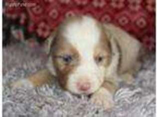 Miniature Australian Shepherd Puppy for sale in Marion Center, PA, USA